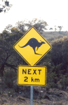 Road Sign Warning Kangaroo