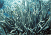Staghorn Coral (Acropora sp.)