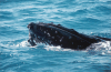 Closeup Head Whales