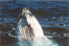 Closeup Underside Head Whales