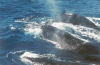 Pod Humpback Whales Showing