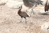 White-faced Whistling Duck (Dendrocygna viduata)