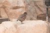 Barbary Partridge (Alectoris barbara)