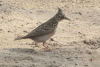 Birds in Bahrain