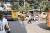 Horse-drawn Transportation Dhaka