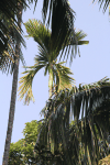 Coconut Palm (Cocos nucifera)