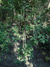 Milky Mangrove (Excoecaria agallocha)
