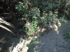 Sundri Mangrove Roots Narrow