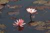 Pink Water Lily (Nymphaea pubescens)