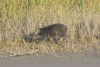 Indian Boar (Sus scrofa cristatus)