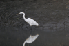 Eastern Great Egret (Ardea alba modesta)