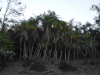 Mangrove Date Palm (Phoenix paludosa)