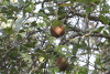 Cannonball Mangrove (Xylocarpus granatum)