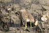 Indian Pond Heron (Ardeola grayii)