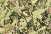 Small Minivet (Pericrocotus cinnamomeus)