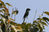 Black Drongo (Dicrurus macrocercus)