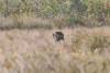 Indian Boar (Sus scrofa cristatus)