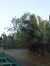 Mangrove Palm (Nypa fruticans)