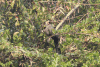 Green-billed Malkoha (Phaenicophaeus tristis)