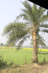 Date Palm Pot Collecting