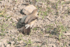 Indian Silverbill (Euodice malabarica)