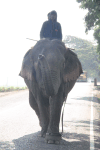 Domesticated Asian Elephant