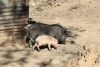 Pig Piglet