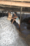 Piling Dried Fish
