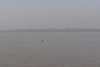 Ganges River Dolphin (Platanista gangetica gangetica)