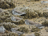Western Sandpiper (Calidris mauri)