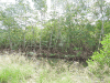 Black Mangrove (Avicennia germinans)