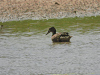 Blue-winged Teal (Spatula discors)