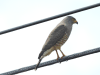 Roadside Hawk (Rupornis magnirostris)