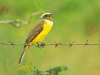 Social Flycatcher (Myiozetetes similis)