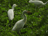 Western Cattle Egret (Bubulcus ibis ibis)