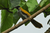 Black-headed Saltator (Saltator atriceps)