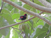 Crimson-collared Tanager (Ramphocelus sanguinolentus)