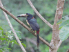 Collared Araçari (Pteroglossus torquatus)