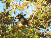 Brown Jay (Psilorhinus morio)