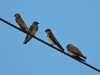 Northern Rough-winged Swallow (Stelgidopteryx serripennis)