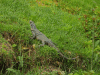 Black Spiny-tailed Iguana (Ctenosaura similis)