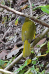 Grey-headed Tanager (Eucometis penicillata)