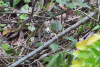 Ovenbird (Seiurus aurocapilla)