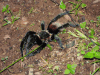 Mexican Red-rumped Tarantula (Tliltocatl vagans)