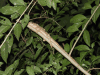 Brown Basilisk (Basiliscus vittatus)