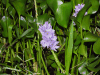 Common Water Hyacinth (Pontederia crassipes)
