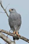 Gray Hawk (Buteo plagiatus)