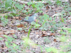 Blue Ground Dove (Claravis pretiosa)