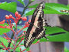 Thoas Swallowtail ssp. autocles (Papilio thoas autocles)