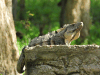 Ctenosaura similis
